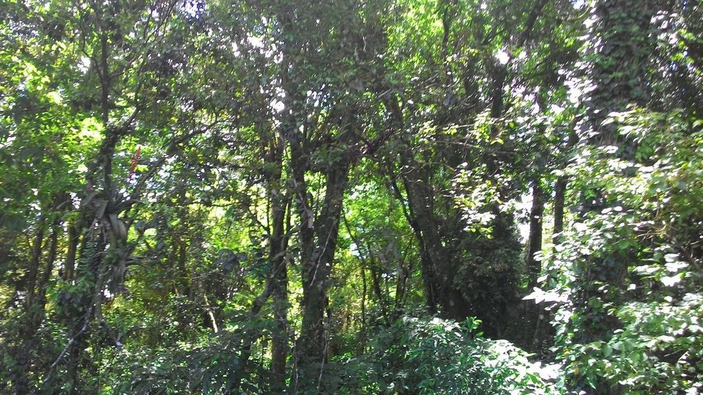 Chales Araucarias Da Serra Canela Rom bilde